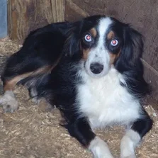 mini aussie black tri two blue eye tri