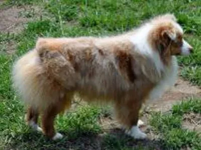 TOY AUSSIE 13