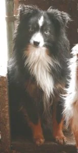 toy aussie