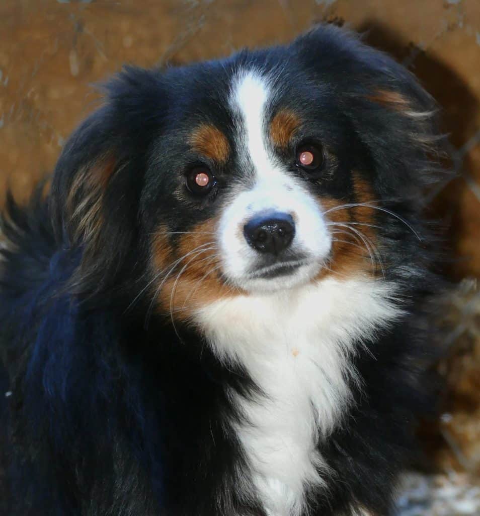 tri color toy aussie