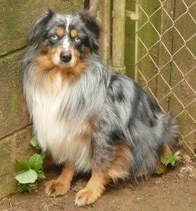 mini aussie blue merle