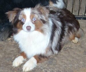 toy aussie red merle male