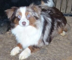 toy aussie red merle male