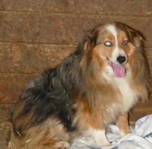 mini aussie blue merle female