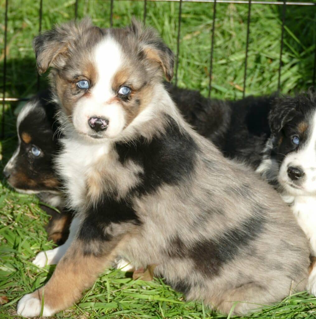 GRACE-CI BELLE LItter