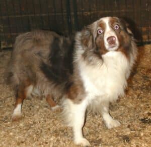 mimi aussie red merle