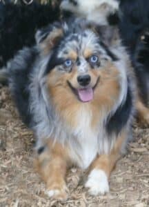 toy aussie blue merle