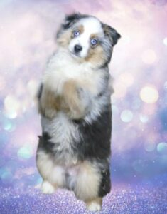 mini aussie