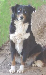 mini aussie black tri