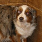 mini aussie blue merle