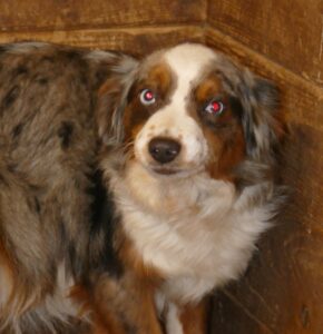 mini aussie blue merle