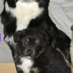 mini aussie