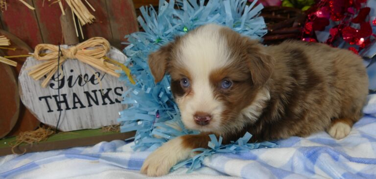 Toy Mini Australian Shepherds for Sale Hughes Toys