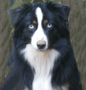 rocky2 1yr