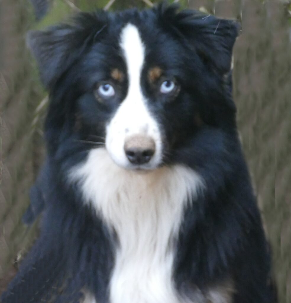 rocky2 1yr