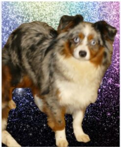 liltriscuitblue 1221 1