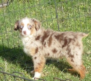 d fr dailsy 1014 rmf 16w