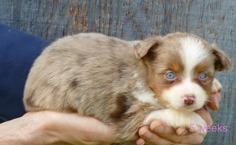 Toy Aussies - less than 14"