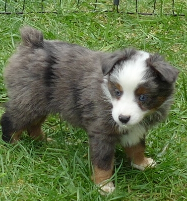 Mini Aussies