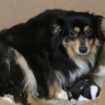 d foxeyrose 223 btf 2yr