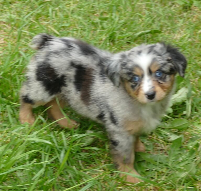 Toy Aussies