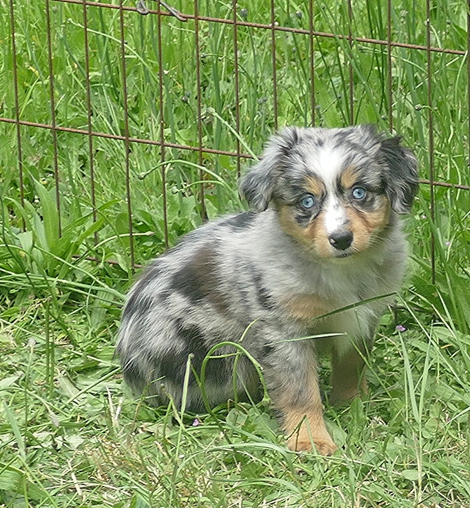 FR-Rose Blue merle female