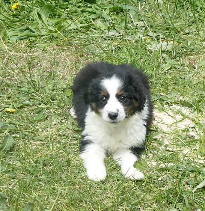 FRrose – Black tri female- mini