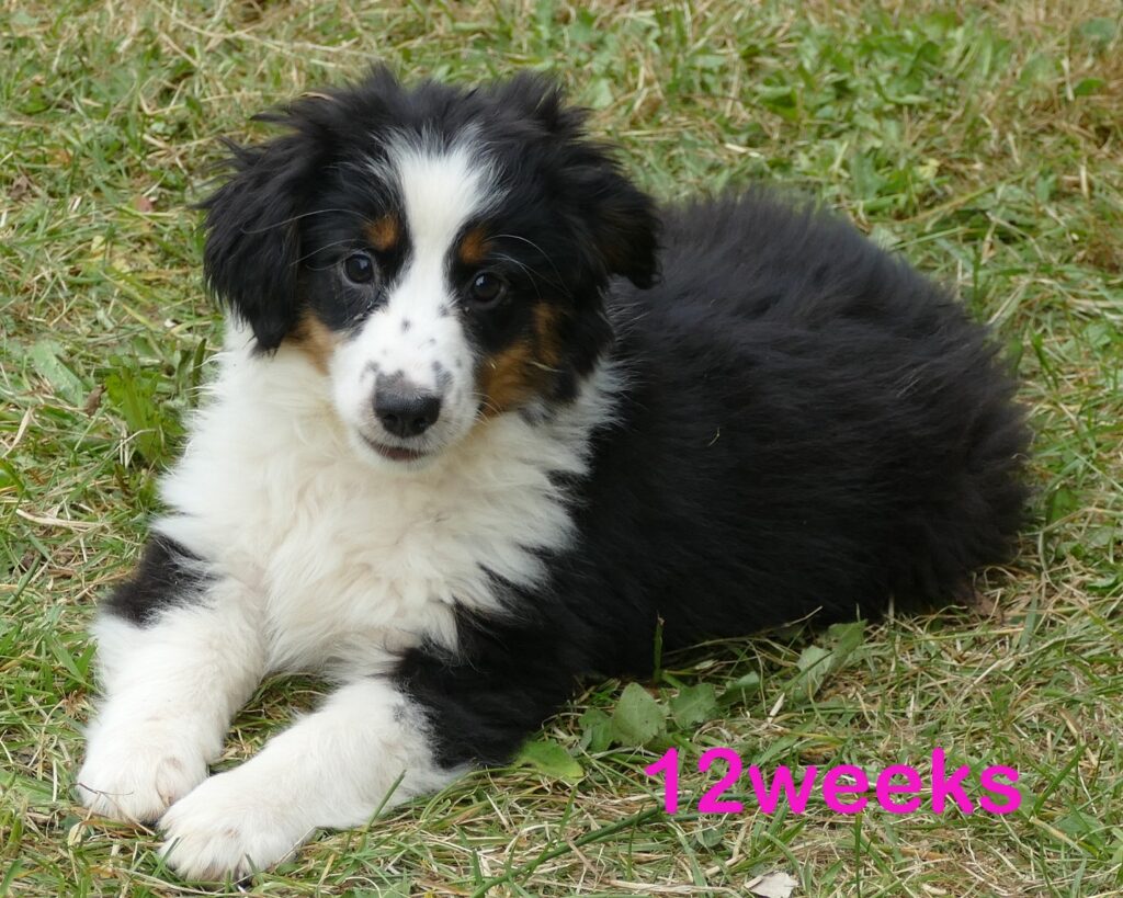 FRrose – Black tri female- mini