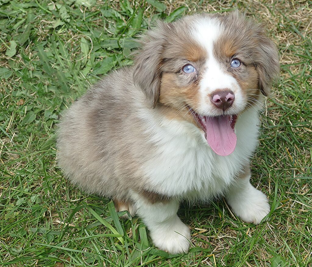 FR-Rose RED merle female – mini