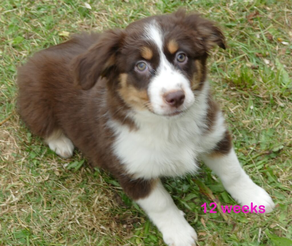 Pending- FRRose – Red tri Female2- mini