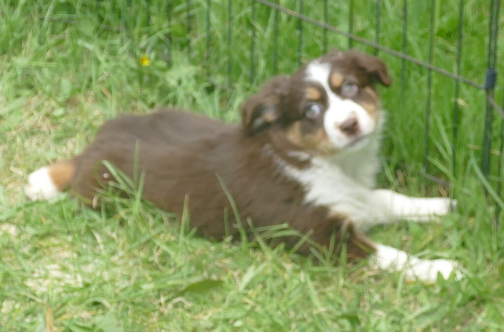 FRRose – Red tri Female2- mini