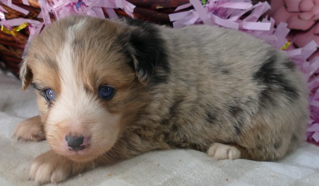 Grace-ci belle- blue merle Female 1