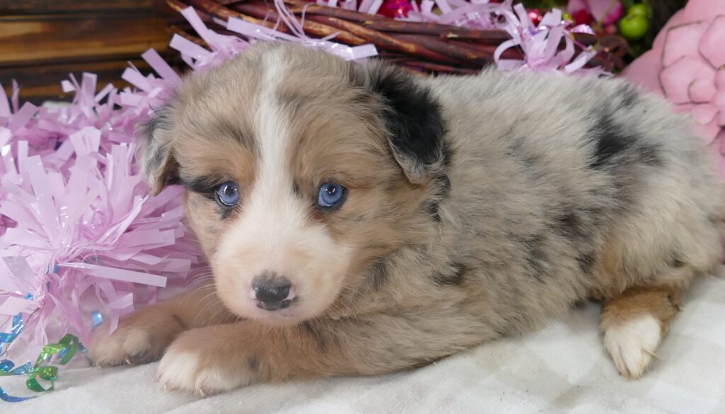 Grace-ci belle- blue merle Female 1