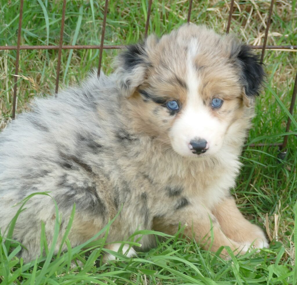 Grace-ci belle- blue merle Female 1