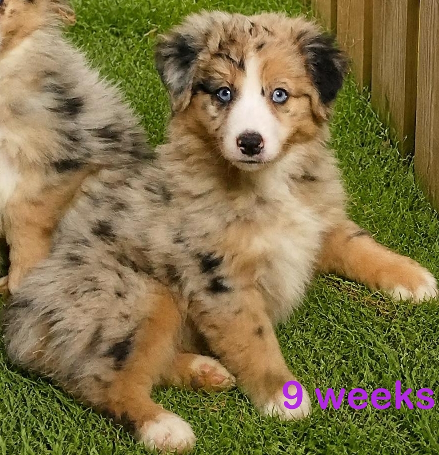 Pending-Grace-ci belle- blue merle Female 1
