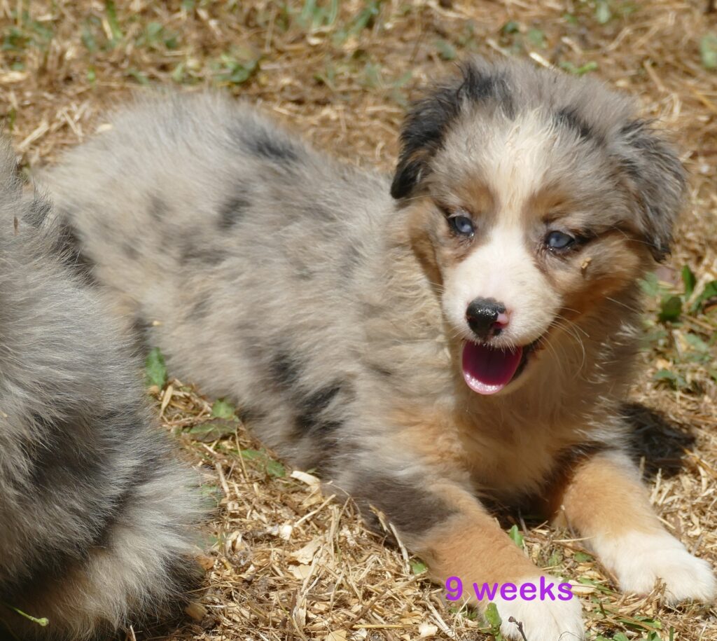 Graceci-belle blue merle female 2