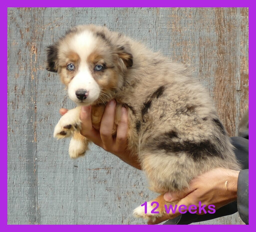 Graceci-belle blue merle female 2