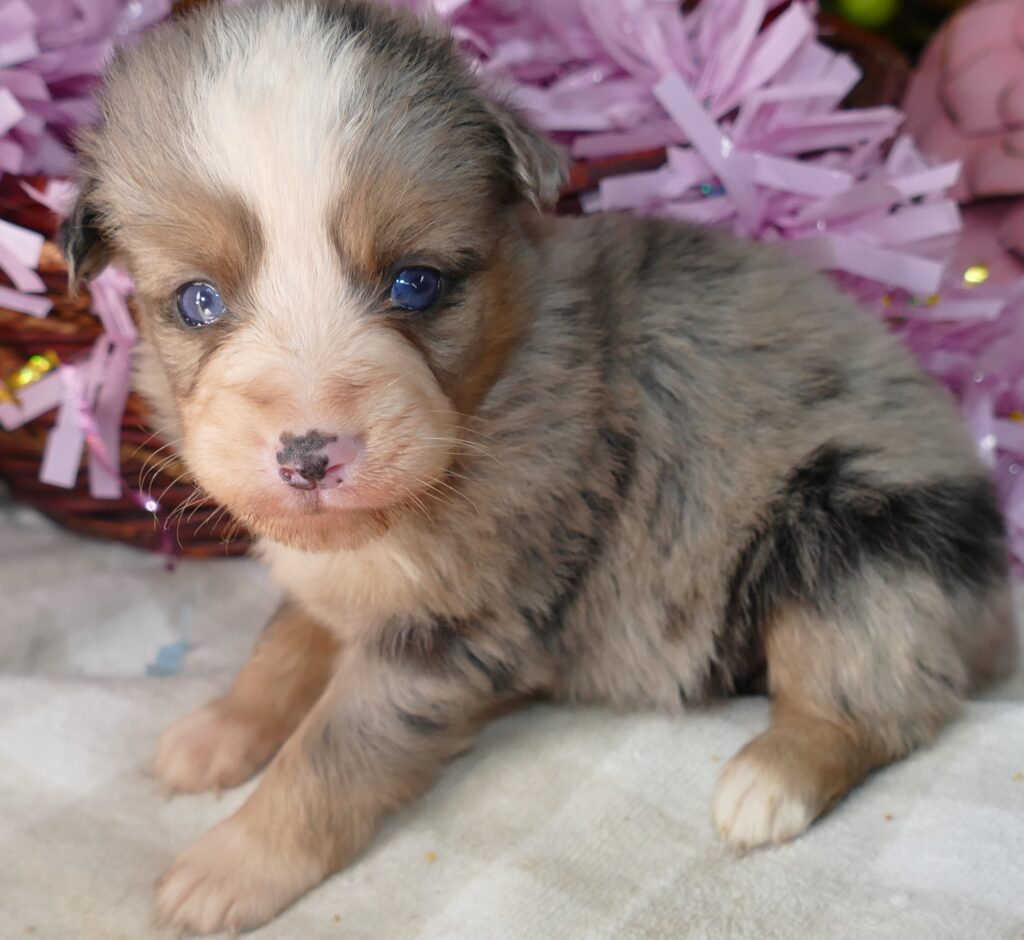 Graceci-belle blue merle female 2
