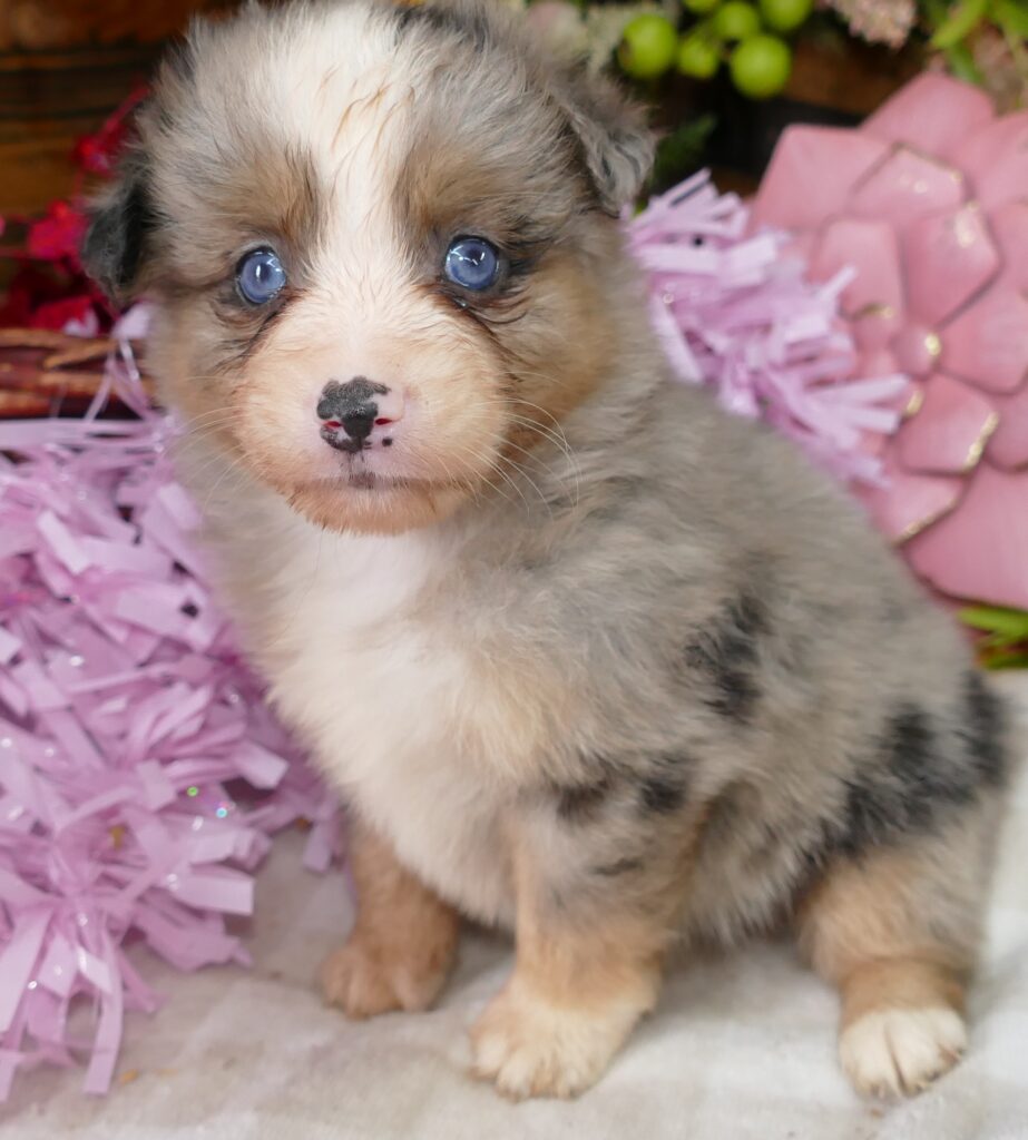 Graceci-belle blue merle female 2