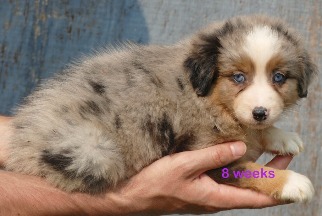 Graceci-belle blue merle female 2
