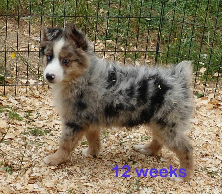 Mini Aussies