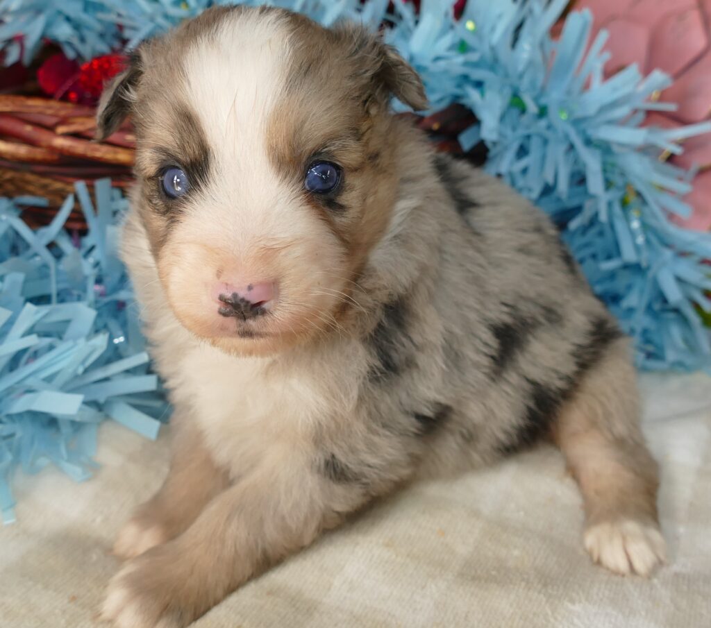 Graceci-belle blue merle male
