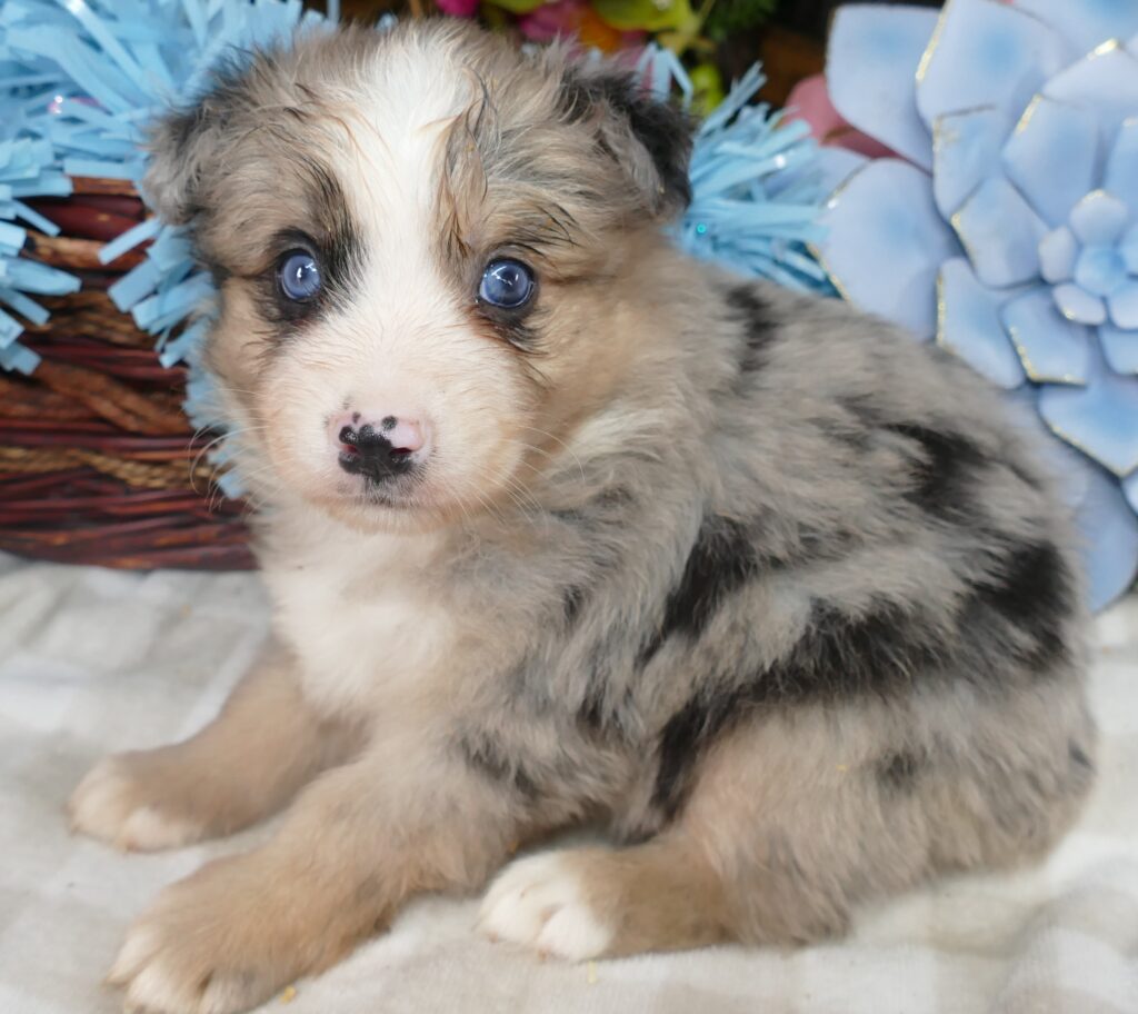 Graceci-belle blue merle male