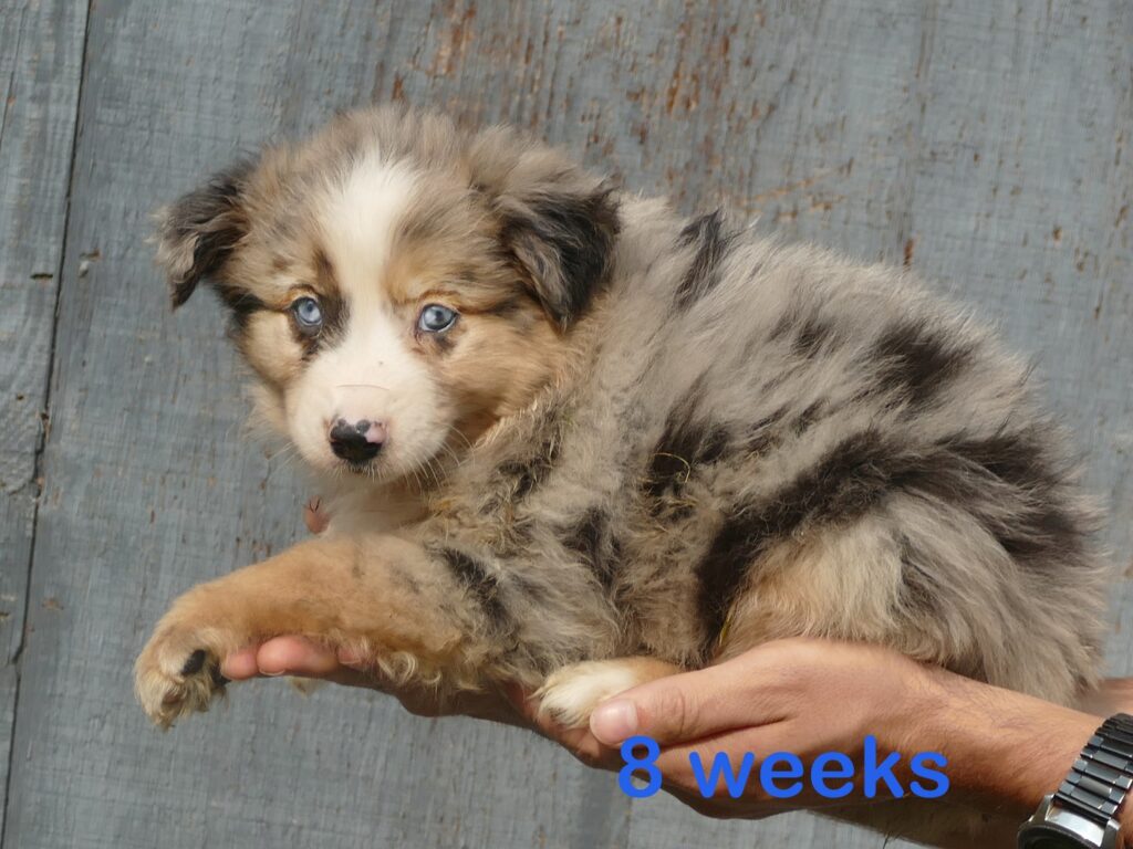 Graceci-belle blue merle male