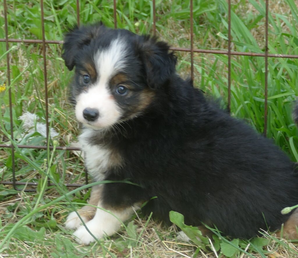 Grace-ci belle Black Tri Female