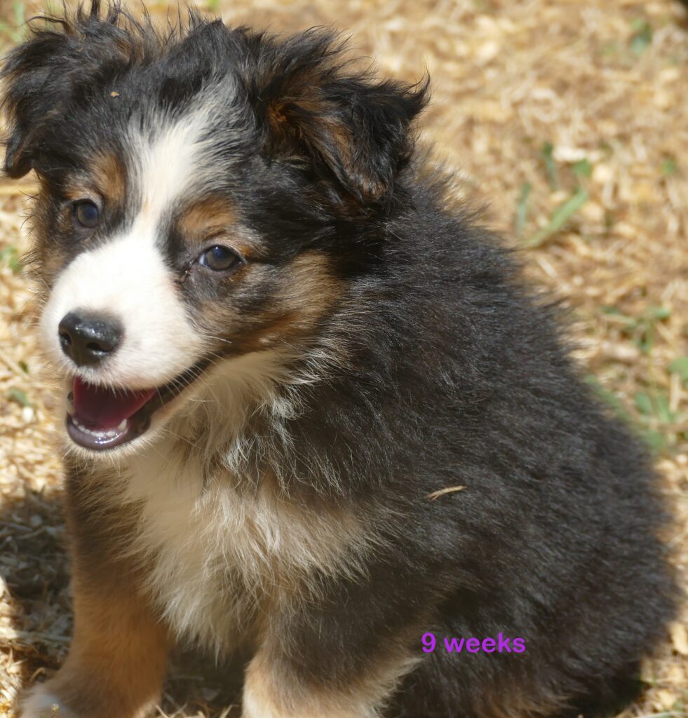 Grace-ci belle Black Tri Female