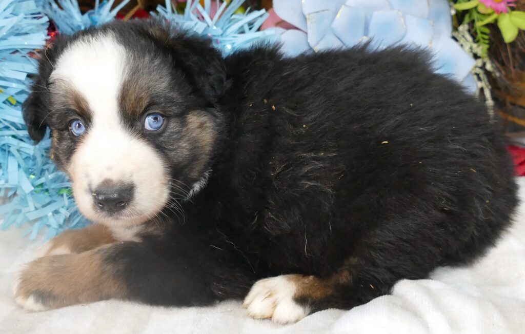 Grace-ci belle Black tri Male – HUGE MINI