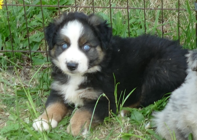 Grace-ci belle Black tri Male – HUGE MINI