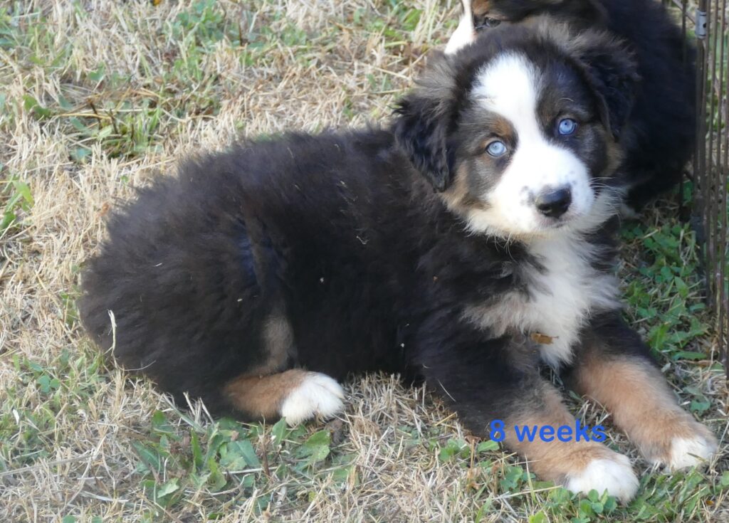 Grace-ci belle Black tri Male – HUGE MINI