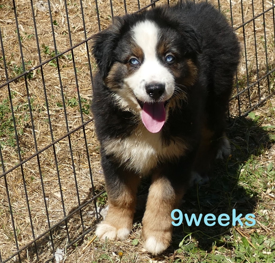 Pending- Grace-ci belle Black tri Male – “Standard”